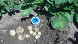 potatoes 12 May 2011